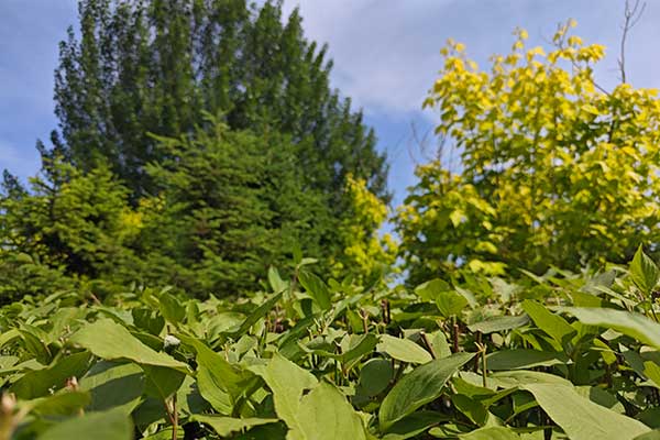 沈阳墓地生态葬对比普通葬式的优势：绿色环保，传承文明
